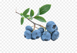 Pie Cartoon clipart - Blueberry, Fruit, Food, transparent ...