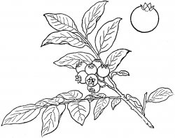 Free Blueberry Clipart Black And White, Download Free Clip ...