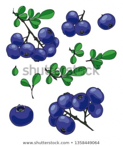 Set for your design. Blueberries on a branch, blueberry ...