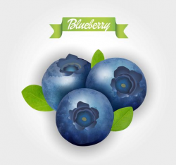 Blueberry. Vector illustration. - Download Free Vectors ...