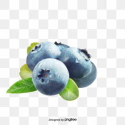 Blueberries clipart vector, Blueberries vector Transparent ...