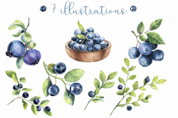 Watercolor Clipart - Blueberry By ColorDays | TheHungryJPEG.com
