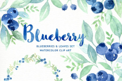 Blueberry watercolor clipart ~ Illustrations ~ Creative Market