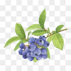Blueberries clipart watercolor, Blueberries watercolor ...