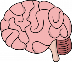 Free Brain Cliparts Transparent, Download Free Clip Art, Free Clip ...