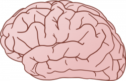 Free Brain Cliparts Transparent, Download Free Clip Art, Free Clip ...