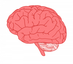 Free Clipart: Brain in profile | pearish