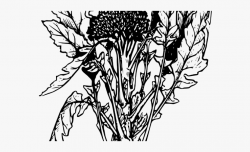 Broccoli Clipart Outline - Broccoli Plant #696640 - Free ...