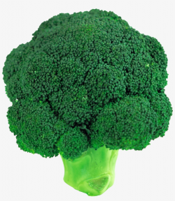 Broccoli Clipart Png - Broccoli Transparent Background ...