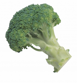 Broccoli Broccoli With Transparent Background - Clip Art Library