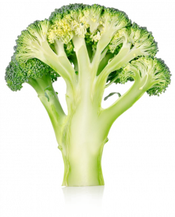 Broccoli Png No Background Transparent Background Broccoli ...