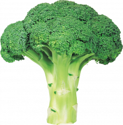 Broccoli Vegetable - Broccoli PNG image with transparent ...