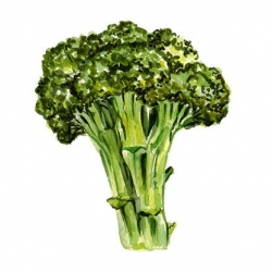 Watercolor hand drawn broccoli Clipart Image | +1,566,198 ...