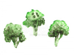 Watercolor broccoli Clipart Image | +1,566,198 clip arts