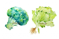 Broccoli clipart lettuce, Broccoli lettuce Transparent FREE ...
