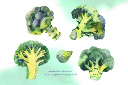 Broccoli. Watercolor cliparts. By aquarelloaquarelle ...