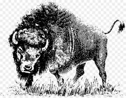 Water buffalo American bison Clip art - bison
