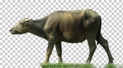 Water buffalo , Buffalo Transparent, gray carabao standing ...