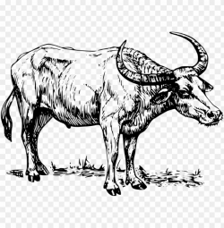 water buffalo clipart indian buffalo - carabao black and ...
