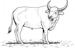 White buffalo clipart clipart images gallery for free ...