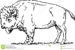 Buffalo clipart black and white 9 » Clipart Station
