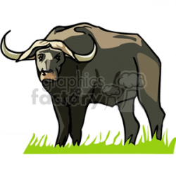 African water buffalo standing in grassy field clipart. Royalty-free  clipart # 129630