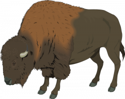 American bison Deer Clip art - Bison PNG Transparent Image ...