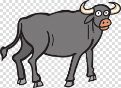 Water buffalo African buffalo , Girl Ox transparent ...
