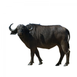 Buffalo PNG Transparent Buffalo.PNG Images. | PlusPNG