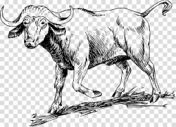 Water buffalo American bison Coloring book Ox African ...
