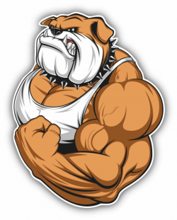 $2.9 - Muscular Bulldog Car Bumper Sticker Decal 4\'\' X 5\'\' #ebay ...