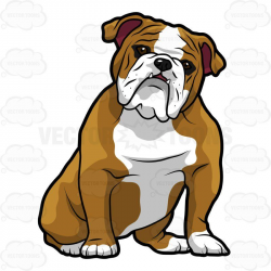 English Bulldog Sitting With Its Head Tilted To The Right 1 | MSU ...