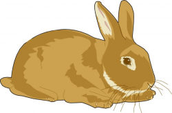5+ Rabbit Clipart | ClipartLook