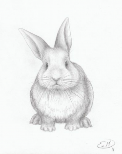 how to draw rabbits realistic - Recherche Google | Buns | Rabbit ...
