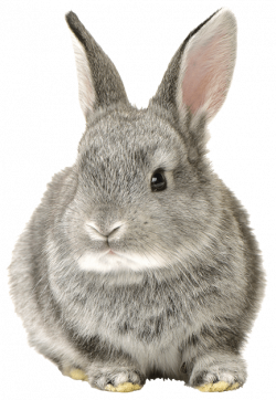 Collection of free Rabbit drawing realistic. Download on UI Ex