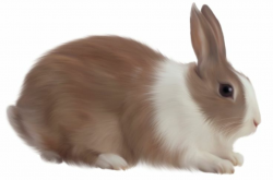 Rabbit clipart rabbitclipart bunny rabbit clip art animals photo 2 ...