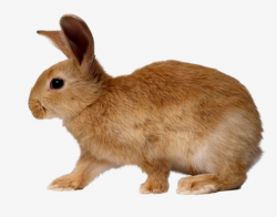 Rabit Clipart & Free Clip Art Images #20819 - Clipartimage.com