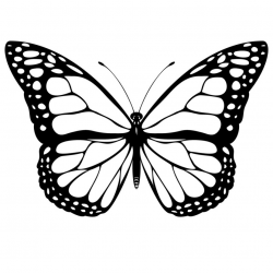 Free Realistic Butterfly, Download Free Clip Art, Free Clip Art on ...