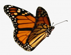 Butterflies Clipart Realistic - Monarch Butterfly Transparent ...