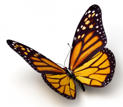 Butterfly clip art realistic - 15 clip arts for free download on EEN