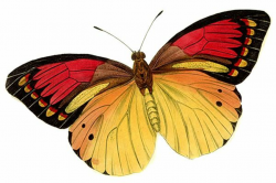 Free Real Butterfly Cliparts, Download Free Clip Art, Free Clip Art ...