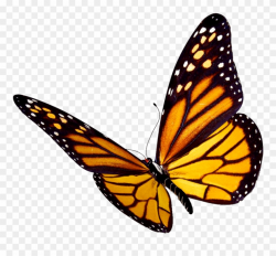 Transparent Background Monarch Butterfly Clipart - Png Download ...