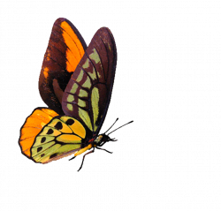 Beautiful Butterfly Animated Gif Images at Best Animations