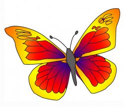 Beautiful butterfly images - Clip Art Library