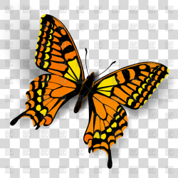 butterfly transparent Realistic butterfly on transparent background ...