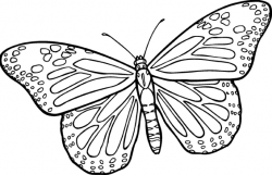 Butterfly Images Pictures - Cliparts.co | Butterfly - Sketches ...