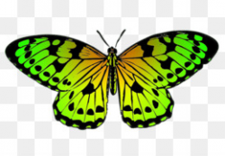 Free download butterfly clipart png.
