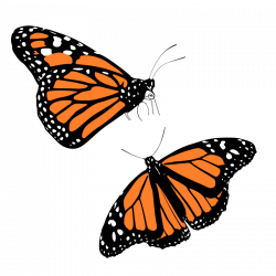 Collection of free Butterflies clipart monarch. Download on UI Ex