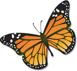 Monarch butterfly clipart images - ClipartBarn