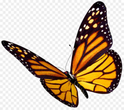 Butterfly, Wing, transparent png image & clipart free download
